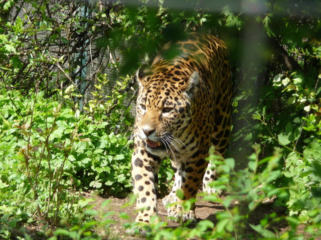 Tiergarten Schönnbrunn