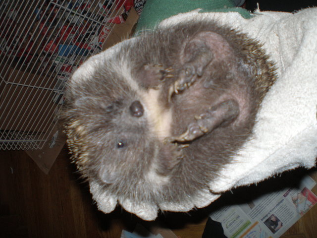 Baby Igelchen