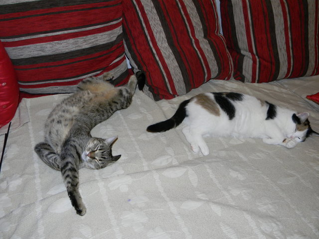 du schon wieder?ich auch...missy und kefira...(simmering)