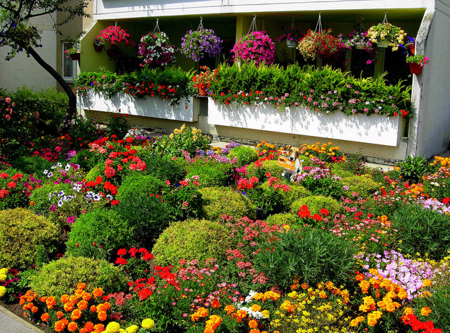 Blumenpracht im Wiener Gemeindebau