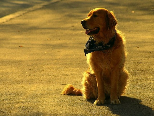 Leopold  vom Wilhelminenberg