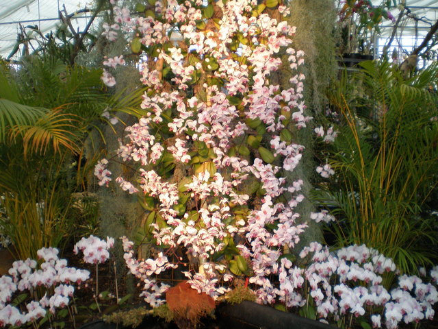 Ein Himmel aus Orchideen