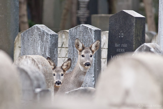 Lebendiges am Zentralfriedhof