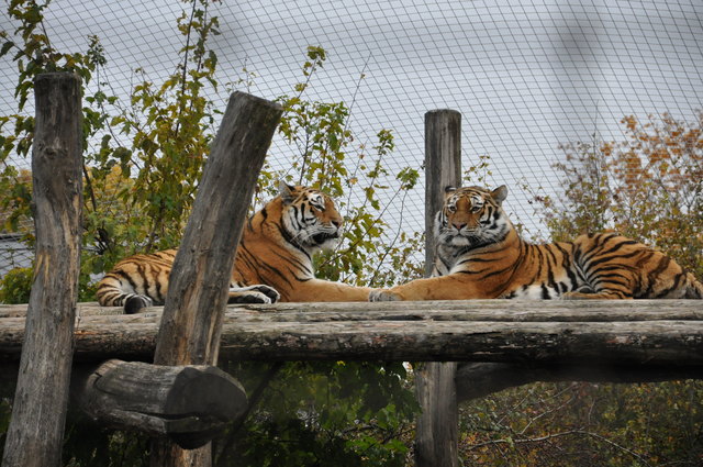 Tiergarten Schönnbrunn