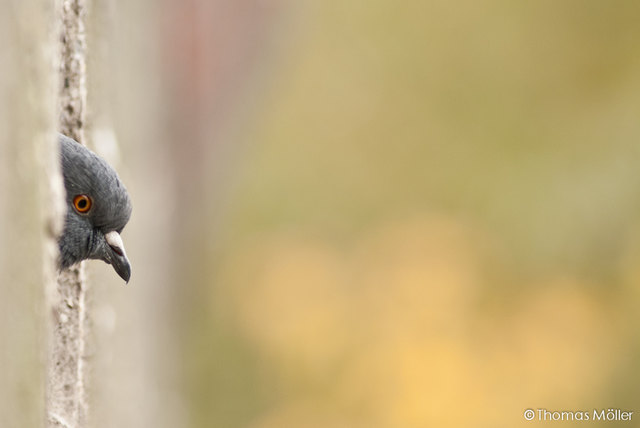Unter der Friedensbrücke
