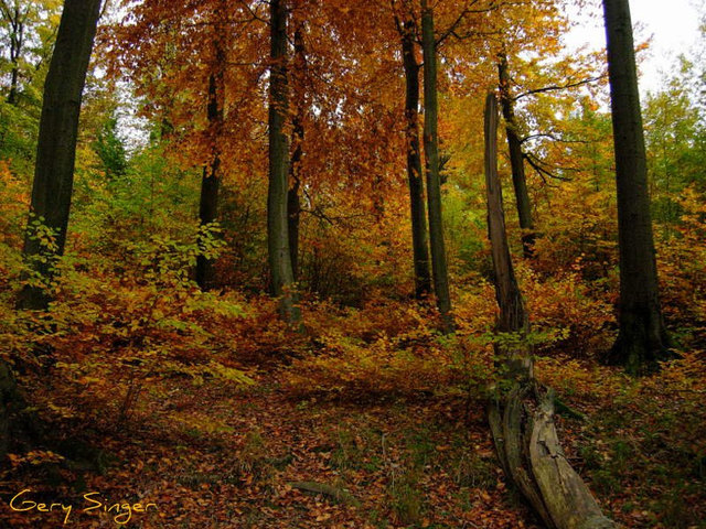 Herbst im Wienerwald