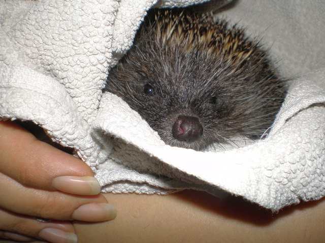 Unser süßes Igelchen