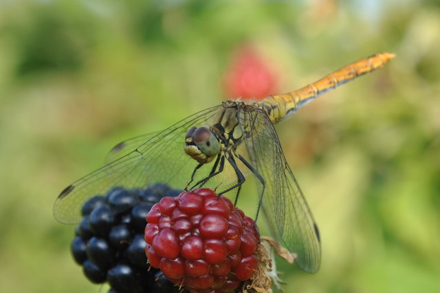 libelle auf brombeere