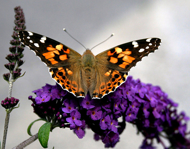 Ausgezeichnete  Futterweide