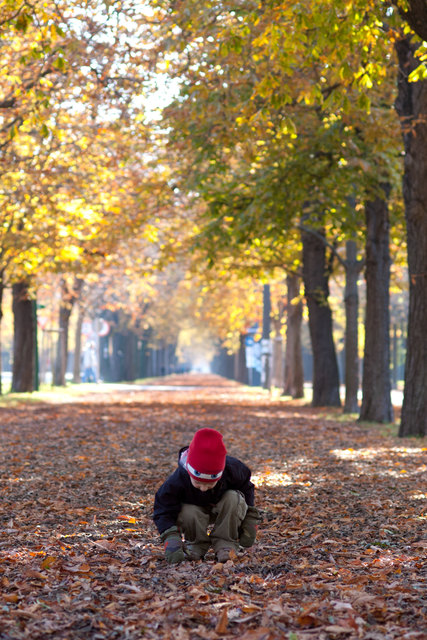 Kastanien sammeln im Prater