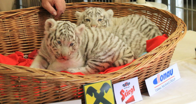 Weiße Tiger-Drillinge: (hier sieht man nur die beiden Männchen, das Weibchen schläft eingerollt! Sie heißen Akim, Baghira und Burani.