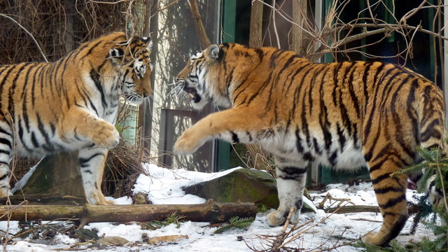 Tieger in Schönbrunn
