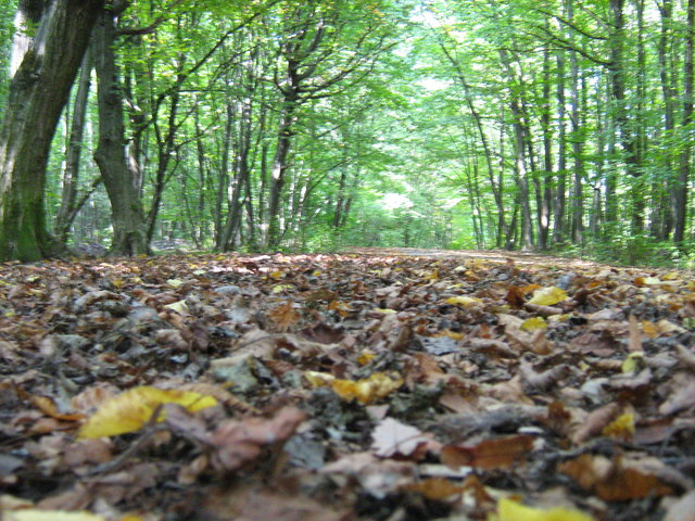 spazieren im Wald-in wien möglich!