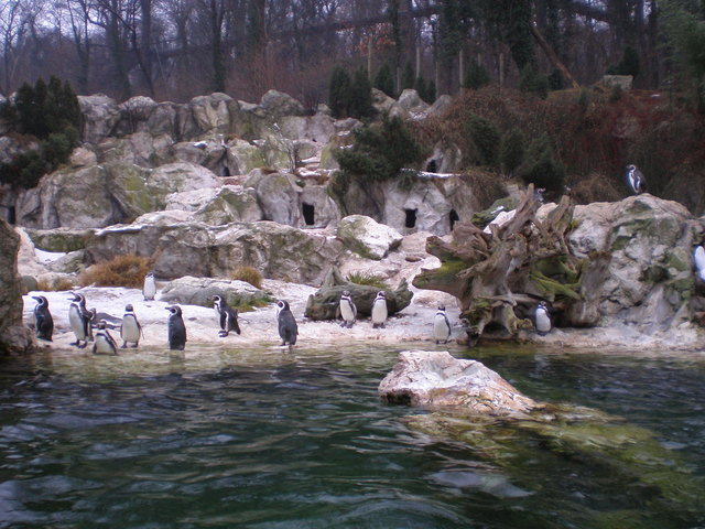 Pinguin Gemeinde