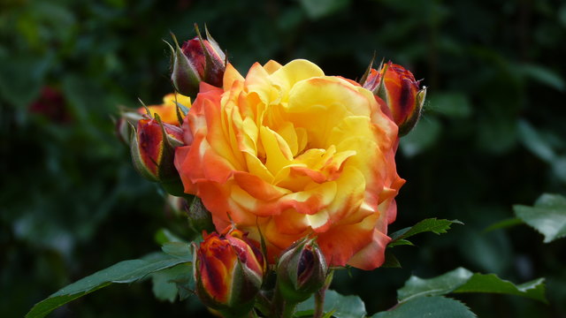 Eine wunderschöne Rose