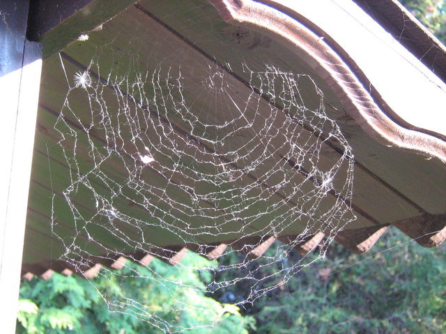 jede menge Spinnennetze in Wien