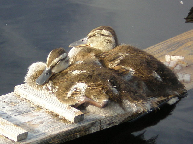 Die letzten Sonnenstrahlen genießen