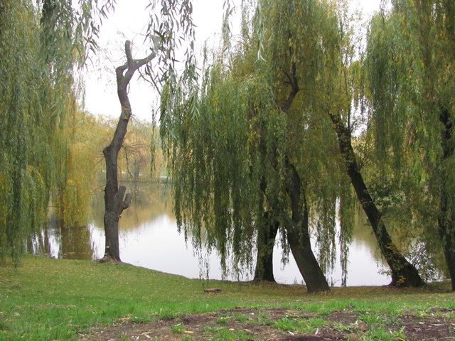 Der Teich im Laaerbergpark-ein schöner Teil Favoritens