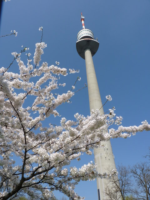 Kirschblühte im Donaupark