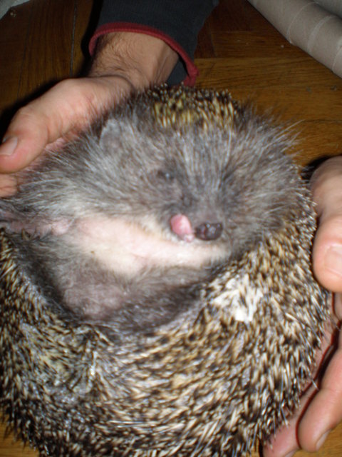 Freches Igelchen zeigt die Zunge