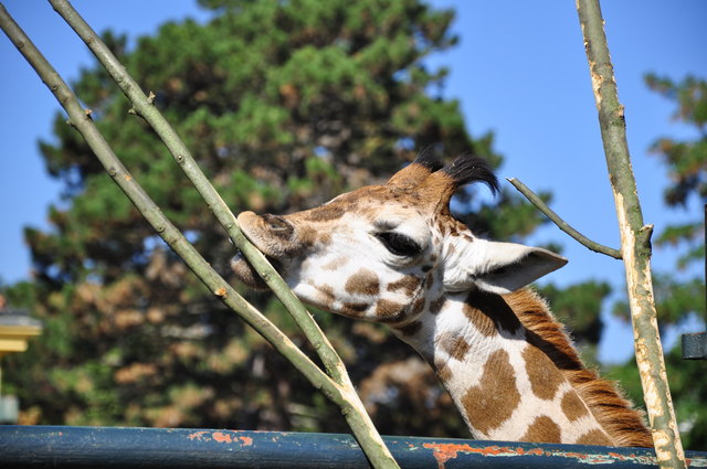 Mahlzeit, kleiner Giraffe