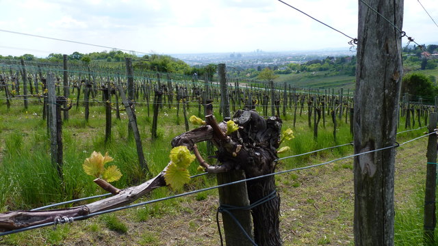 Austreibende Rebstöcke mit Blick auf Wien