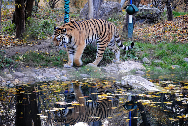 Reflection im Tiergarten Schönbrunn