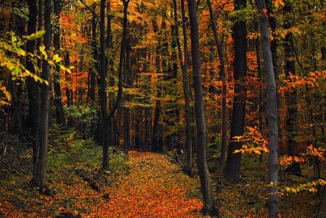 Herbst im Wienerwald