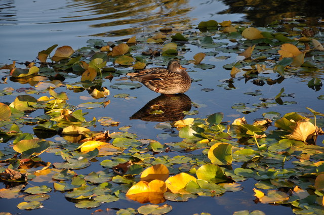 Sonne auf Herbstlaub