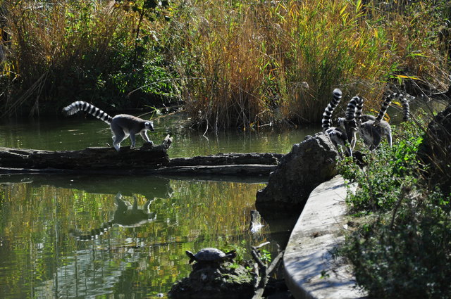 Herbst im Tiergarten