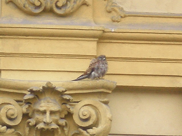 Falke mitten im 15.Bezirk