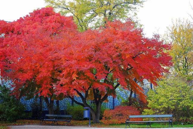 Herbst in Schönbrunn