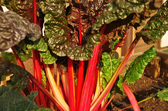 auch Gemüse gibts in Wien