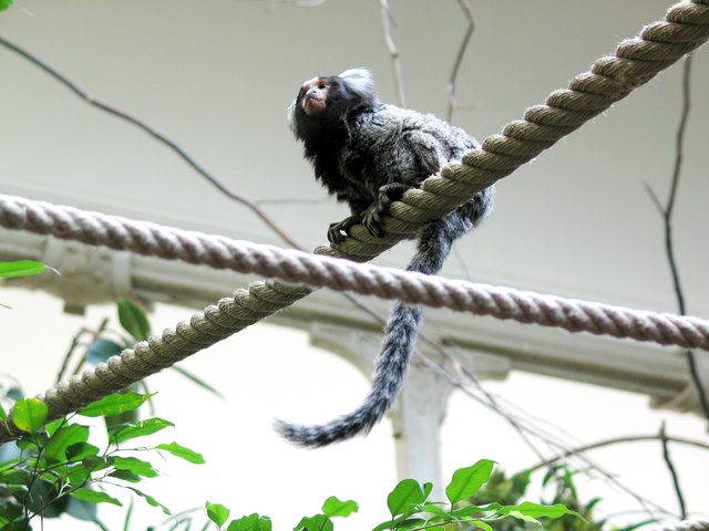 kleiner Akrobat / Schönbrunn