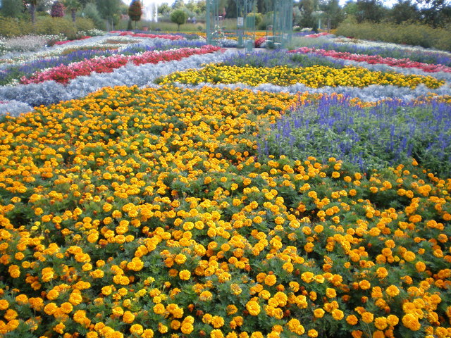 Blumen in Hirschstetten