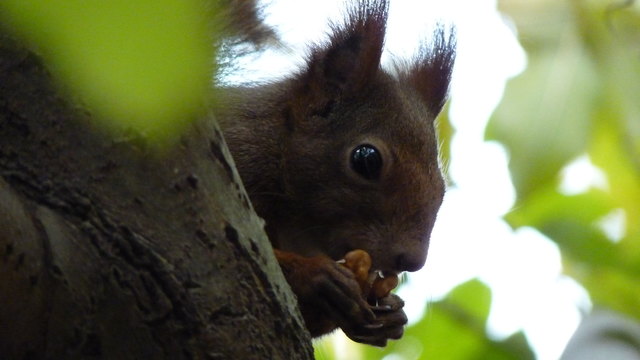 Sammeln für den Winterschlaf
