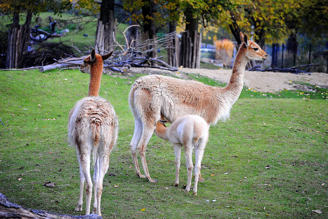 Der Durst ist groß!