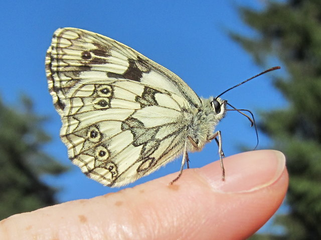 Zahmer Schachbrettfalter auf den Steinhofgründen auf Do's Finger