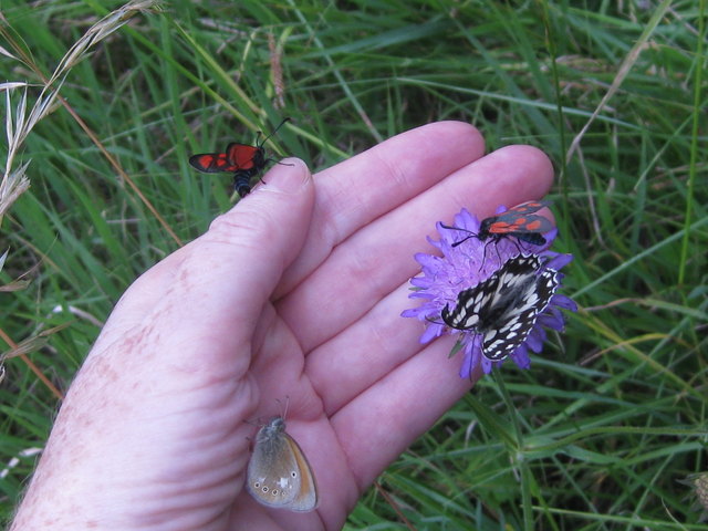 Zahme Schmetterlinge auf den Steinhofgründen auf Do's Hand