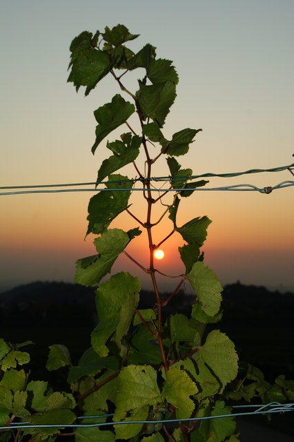 In den Rieden von Mauer