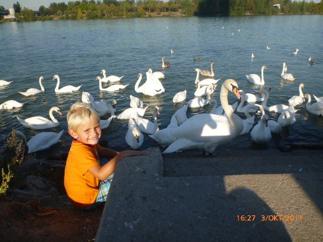 Clemens beim Schwäne füttern an der Donauinsel