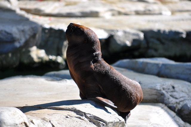 NOCH EINWENIG SONNE TANKEN