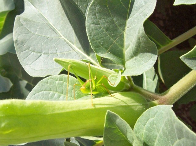 Stechapfelblüte mit Heuhupfer