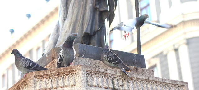 Tauben Stephansplatz