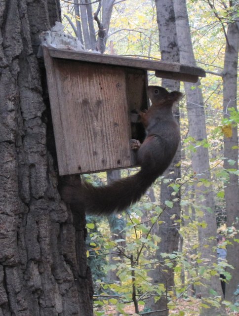 neugieriges eichhörnchen
