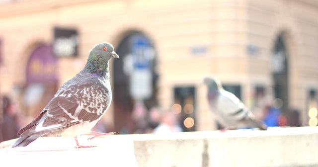 Taube beim spazieren