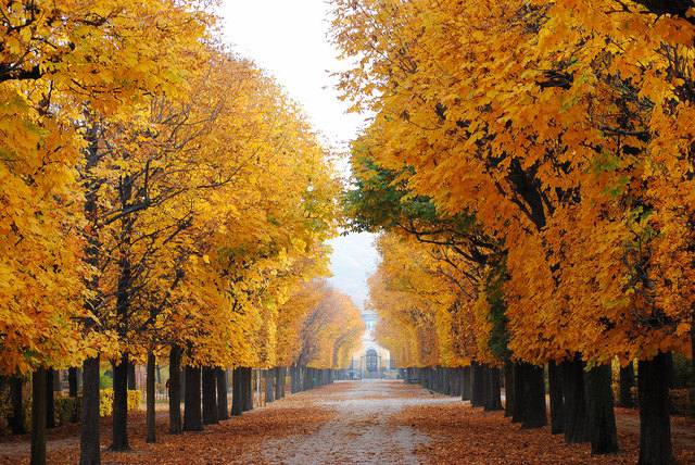 Herbst in  Schönbrunn