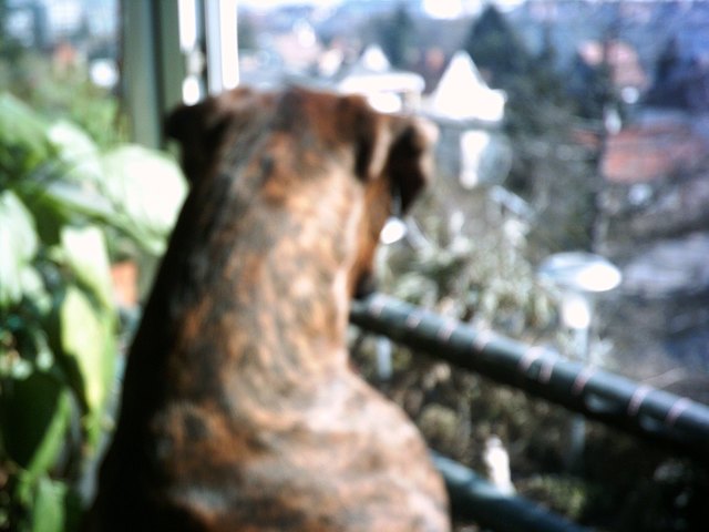 Blick auf "Mein Wien"