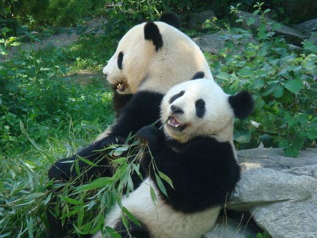 Tiergarten Schönbrunn - Fu Long - 2. Geburtstag
