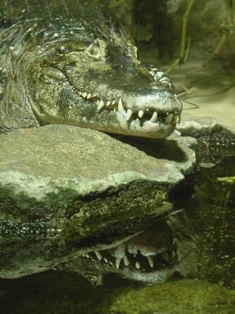 *gefährlich* im Haus des Meeres ...